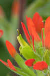 Scarlet Indian paintbrush